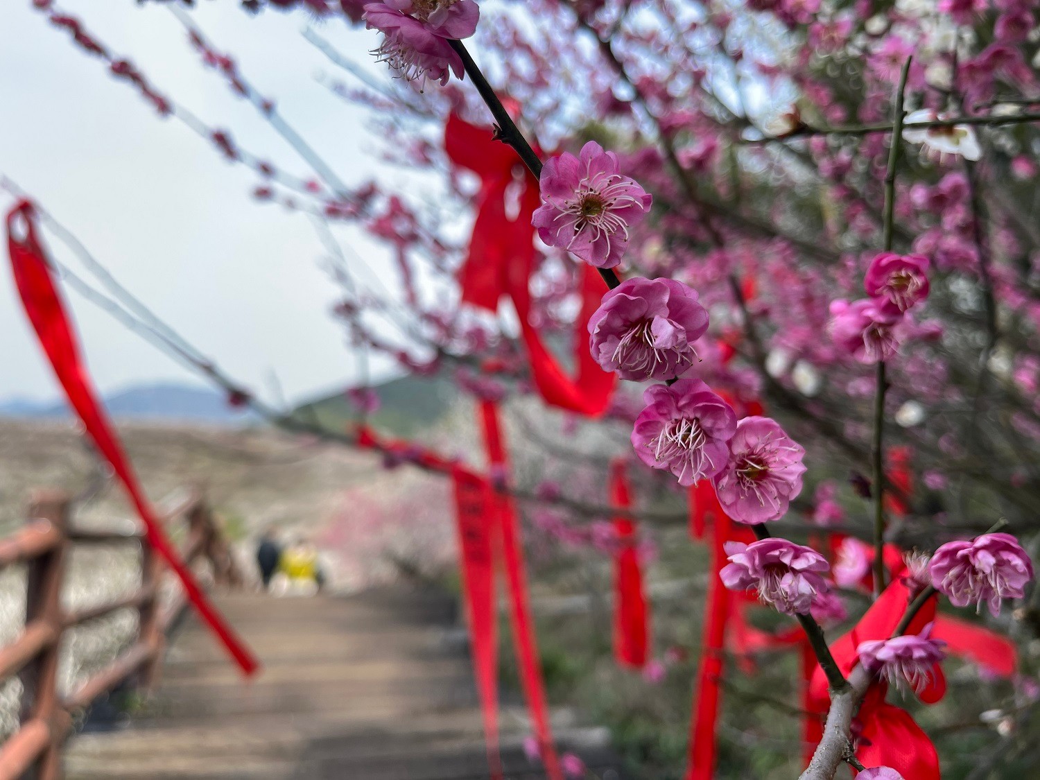 1678670586560808.jpg 1678670586560808.jpg